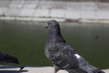 The pigeons are near the reservoir. They are calm, not afraid of people.