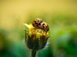 ladybirds mating on a flower