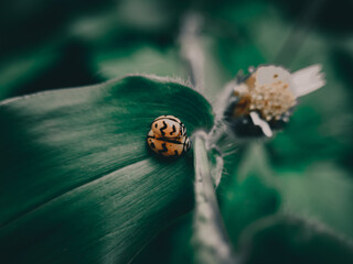 macro of a ladybugs mating