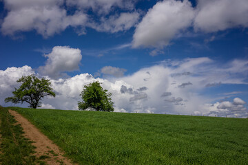 Obraz premium Schöne grüne Frühlingslandschaft im Kraichgau, Deutschland, mit Getreidefeld im Vordergrund und bewölktem Himmel.