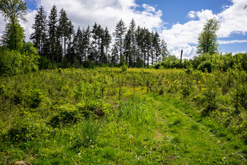 Fototapeta na wymiar Wiederbelebung des Waldes im Kraichgau, Deutschland.