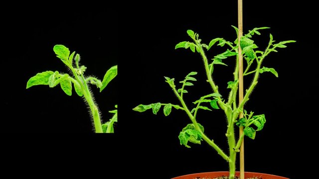 Timelapse tomato plant growing with flowers
