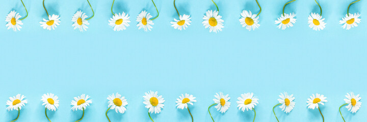Banner made from row of white chamomiles daisies flowers on pastel blue color paper background. Copy space Template for text or your design Flat lay Top view