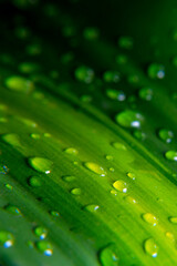Fresh, Closeup of a green leaf with water drops. Dew on tropical leaves, Focus is on few water drops, for background 