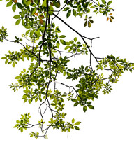 Fresh green tree branch isolated on white background