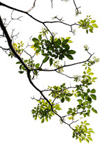 Fresh green tree branch isolated on white background