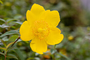 咲きたての一輪のキンシバイのアップ　