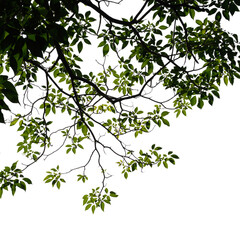 Fresh green tree branch isolated on white background