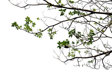 Fresh green tree branch isolated on white background