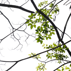 Fresh green tree branch isolated on white background