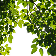 Fresh green tree branch isolated on white background