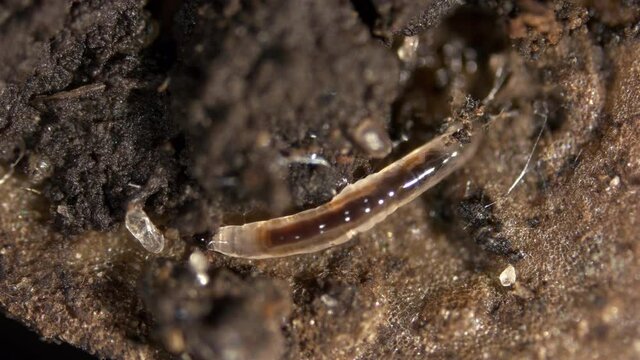 Larva of soil gnats, Sciaridae family. A well-known species of cucumber gnat is Bradysia brunnipes. Larvae live in soil and feed on organic debris, some pests and eat plant roots