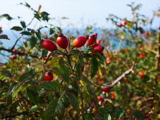 Wild Rose Hip plant in nature