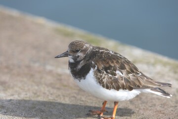 Ruddy Turnstone, (Arenaria interpres) standing in the harbour, Newlyn, Cornwall, UK. Winter plumage.