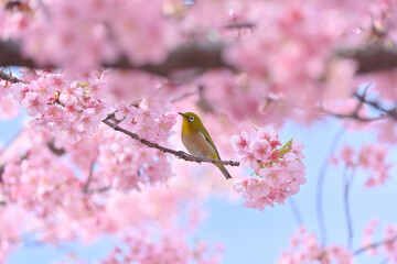 メジロと桜