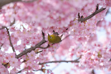 メジロと桜