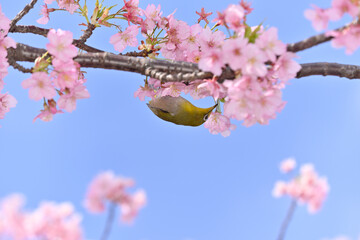 メジロと桜