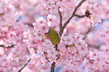 メジロと桜