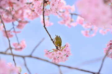 メジロと桜