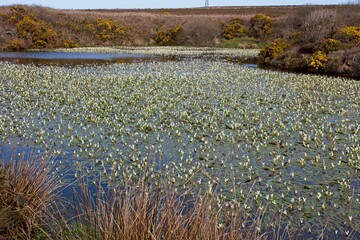 Cape Water-lilies (Aponogeton distachyos) flowering in a moorland pond, west Cornwall, England, UK.