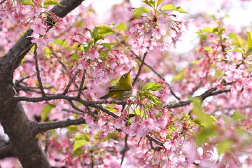 メジロと桜