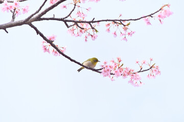 Fototapeta premium メジロと桜