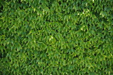 Ivy plant covering a wall with luscious green leaves