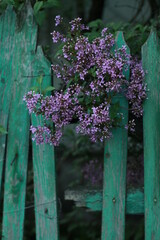 flowers on a wooden fence