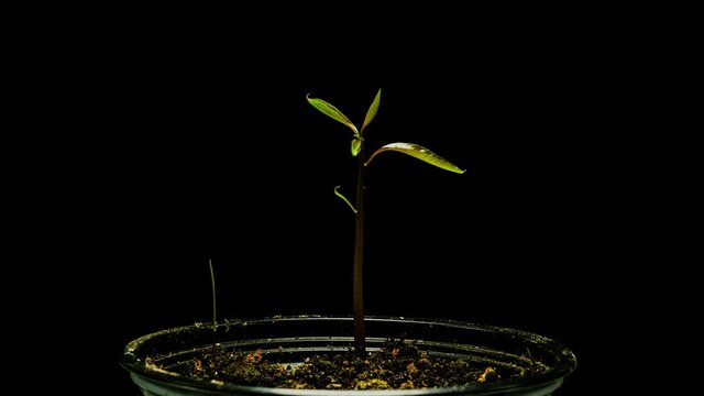 Timelapse Of Mango Plant Growing