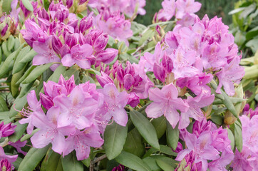 Rhododendron