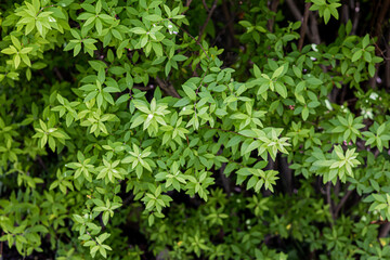 新しい木の葉　植物背景