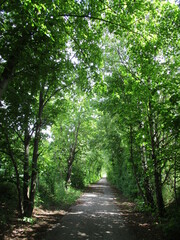 Tunnel durch Laubwald
