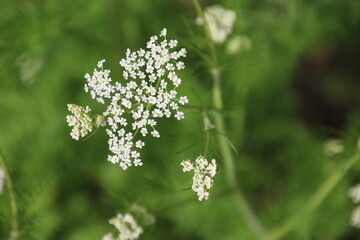 キャラウェイ（セリ科）