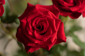 beautiful red rose in Georgia