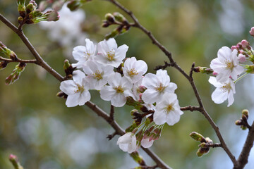 日本の桜
