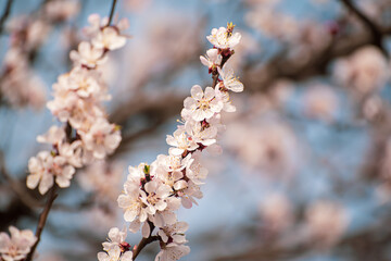 Apricot tree blossoms