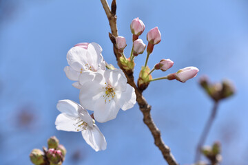 日本の桜