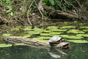Turtle sitting on tree trunk in water and sunbathing