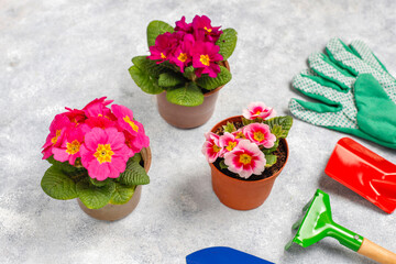 Spring flowers,multi-colored primrose in flower pot.