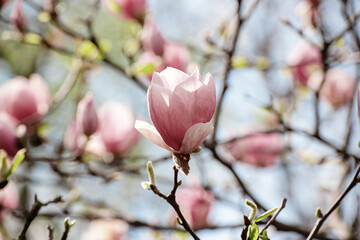 Magnolia spring flowers