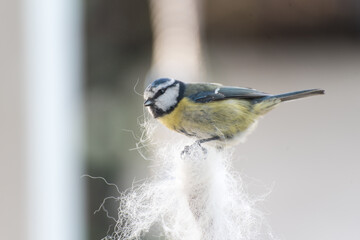 bluetit collecting dog fell as nesting material