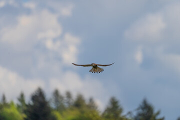 Ein Turmfalke am Himmel mit blauen Himmel und weißen Wolken