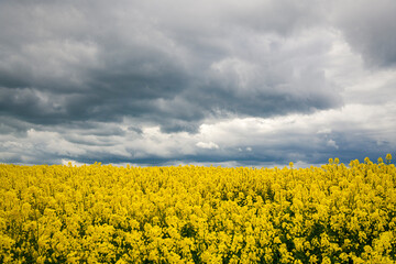 Rapsblüte an der Ostsee, Leuchtturm von Bastorf bei Kühlungsborn