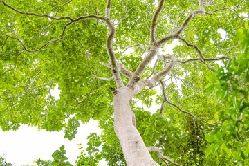 Large trees in the Tropical Forest of Thailand.  Forests in Thailand are tropical forests.