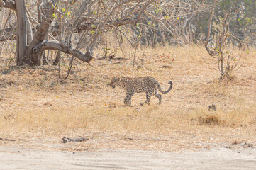 A leopard  in the wild  Africa. Botswana
