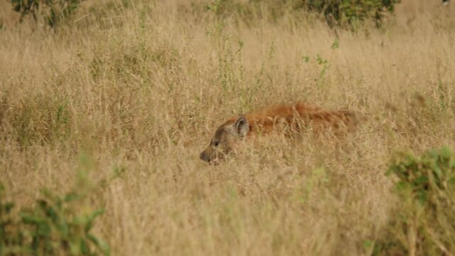 Spooted Hyena in Africa Savaannah