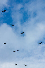 bats in the sky
