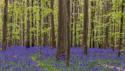 Obraz na płótnie Canvas Beautiful soft spring light in bluebell forest in English countryside during calm mornng