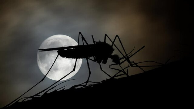 Mosquito Eating Blood on Human Skin by Night with Full Moon in Background