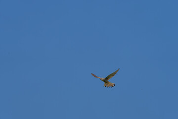 Ein Turmfalke fliegt in der Luft bei blauen Himmel